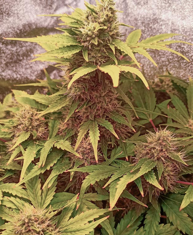 Подготовка к сбору урожая