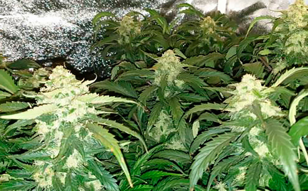 Куст перед харвестом