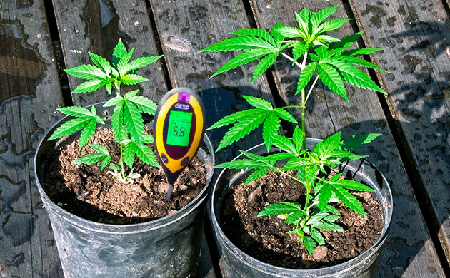 Устранение дефицита серы у конопли