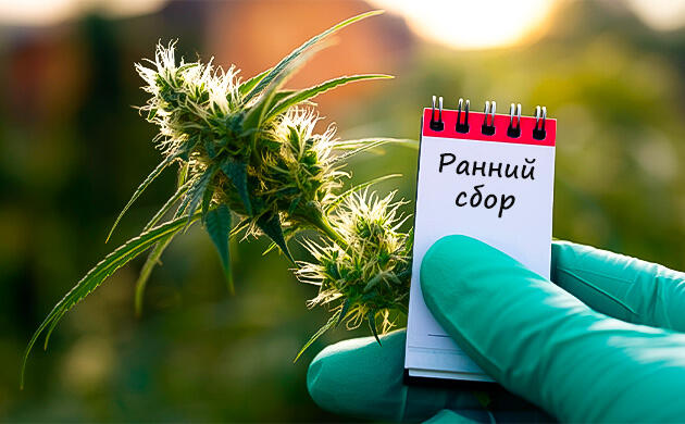 Ранний сбор урожая