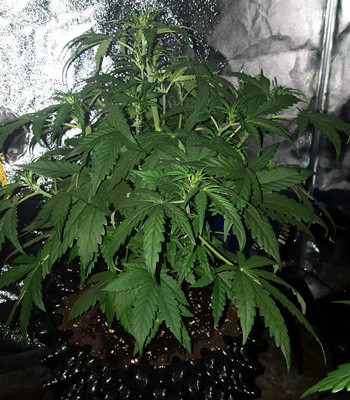 Куст Auto White Widow на 5 неделе