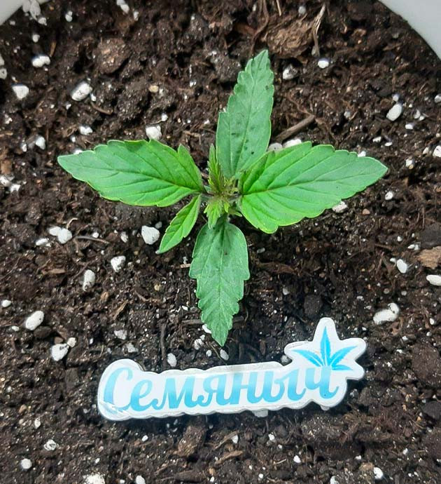 Настройка освещения для Critical Orange Punch Auto