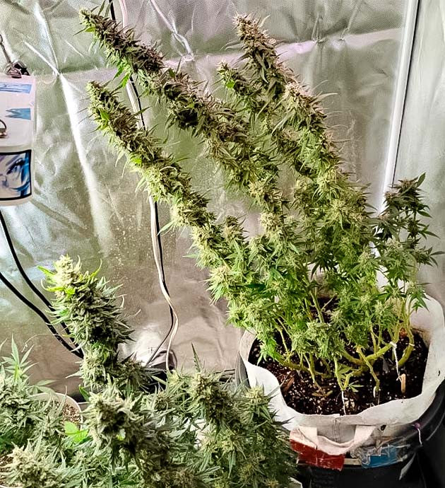 Активный рост конопли