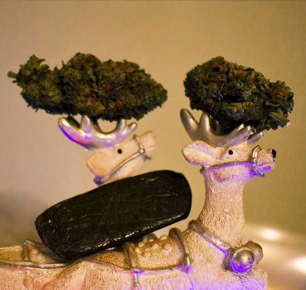 Шишки конопли после сушки