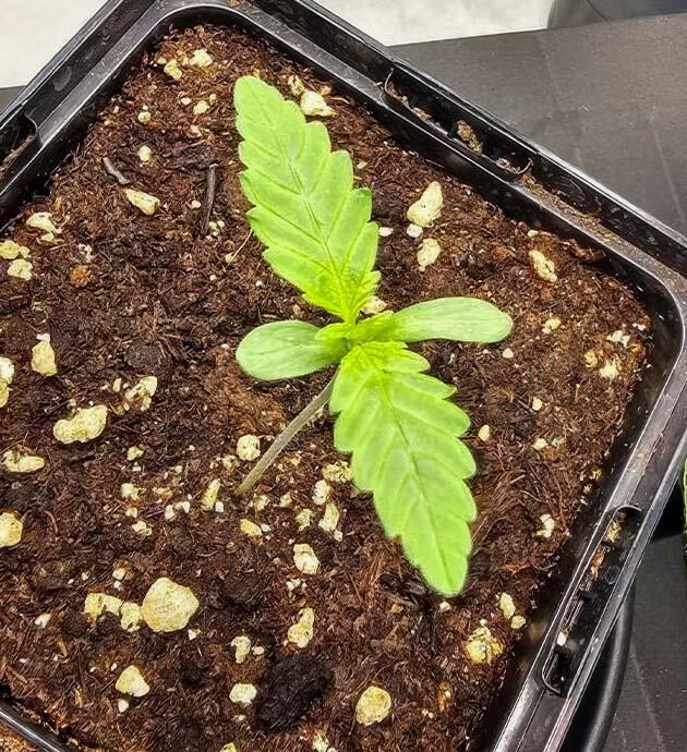 Росток Super Silver Haze от GHS на 1 неделе