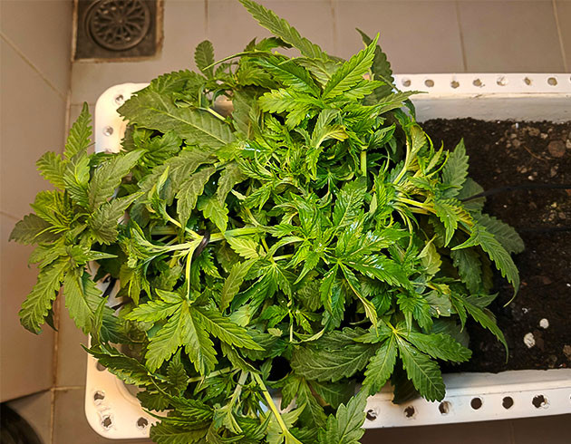 Подготовка куста Johnny Cage Auto к цветению