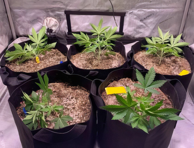 Формирование марихуаны