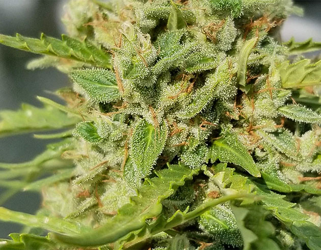 Соцветие перед харвестом