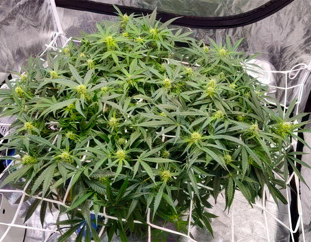 Конопля на цветении с активным ростом