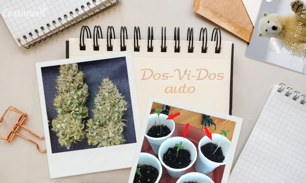 Гроурепорт сорта Dos-Vi-Dos Auto fem от Семяныча