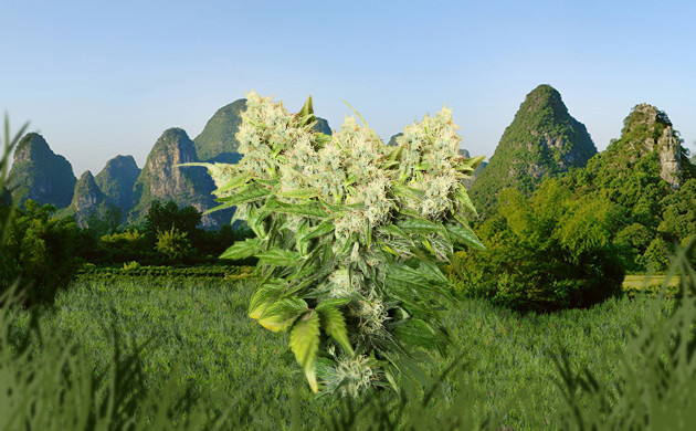 Куст конопли с несколькими верхушками