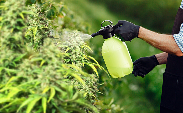 Защита конопли от вредителей маслом ним