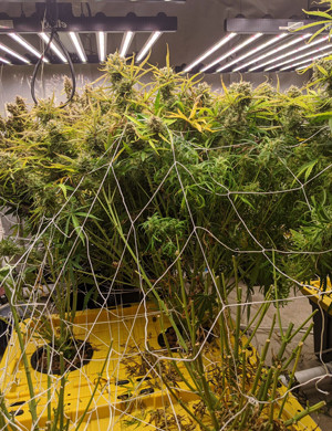 Кусты Girl Scout Cookies auto fem после харвеста