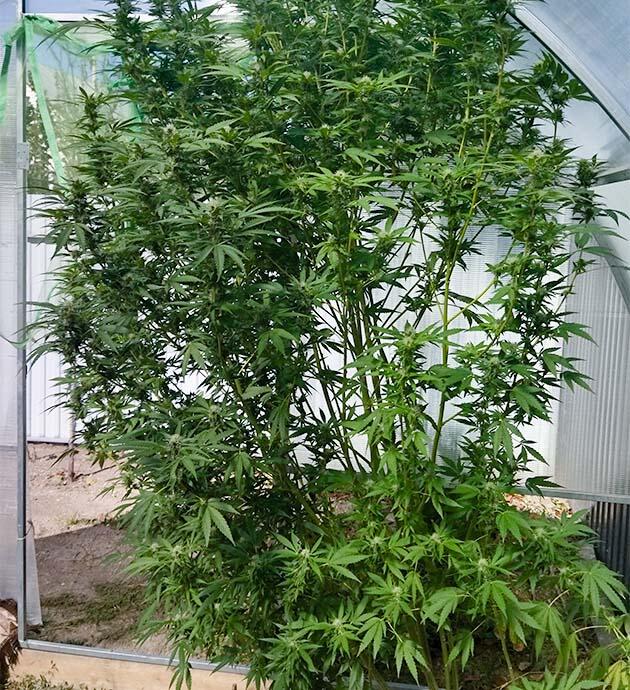 Каннабис испытывает стресс и замедляет рост