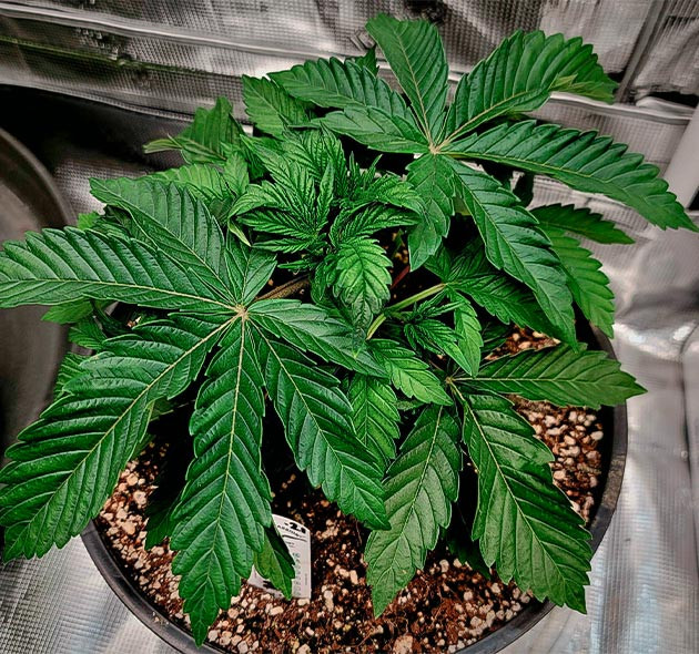 Кустик с темно-зеленой листвой