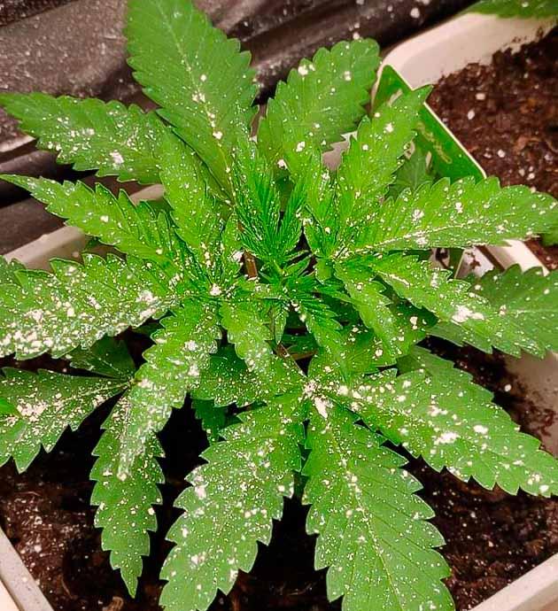 Кусты Blueberry Hill на 2 неделе выращивания