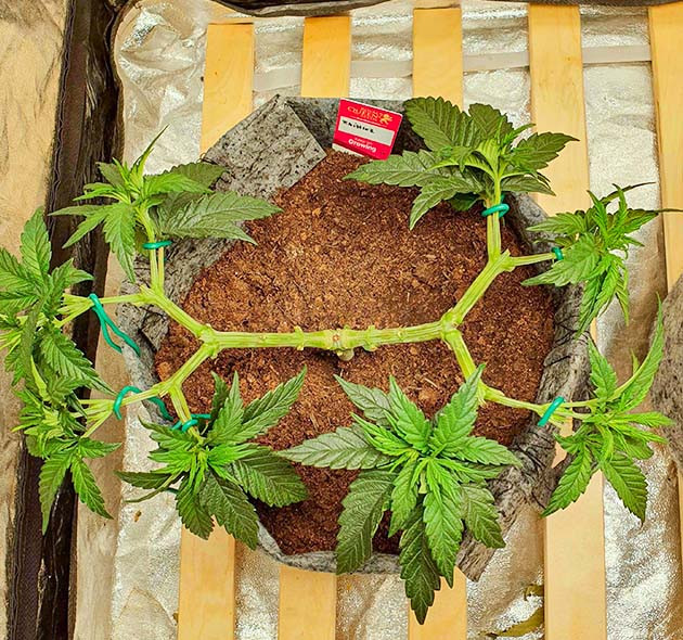 Образование 8 кол конопли