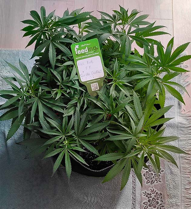 Куст Gorilla Cookies FF от FastBuds на 7-8 неделе выращивания