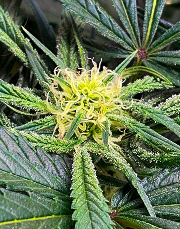 Развитие соцветий на растении Bruce Banner Auto