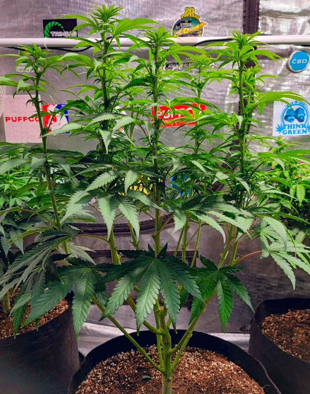 Настройка условий для DDoS #33