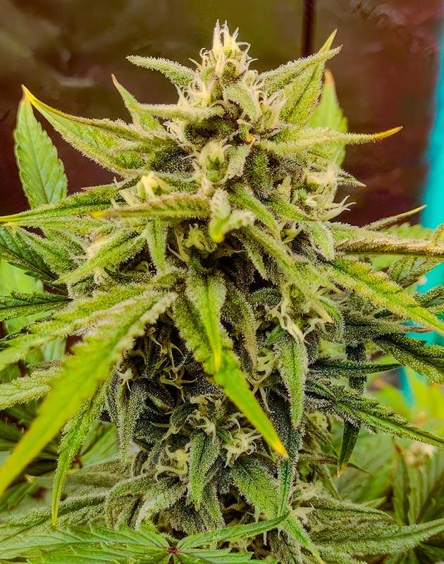 Шишка сорта конопли Z-Up Auto