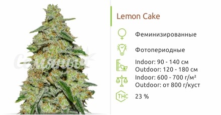 Lemon Cake fem от Heavyweight Seeds
