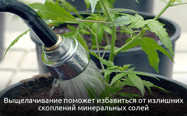 Как устранить дефицит молибдена у конопли