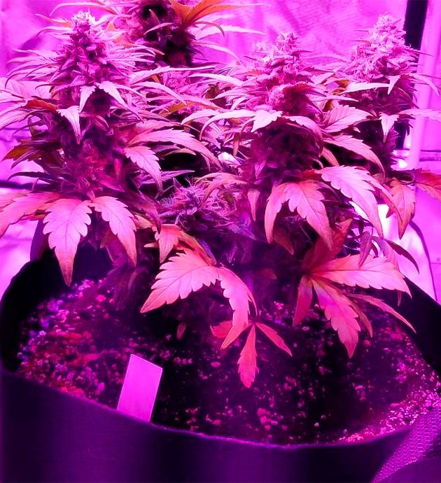 10 неделя роста конопли