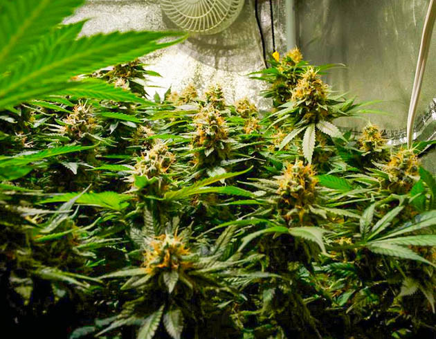 Куст марихуаны перед харвестом