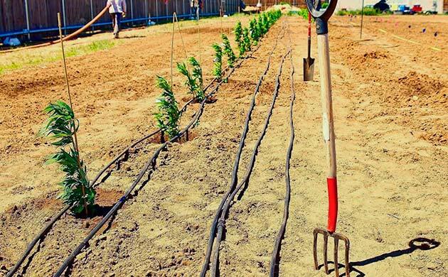 Конопля, растущая на закрытой частной территории