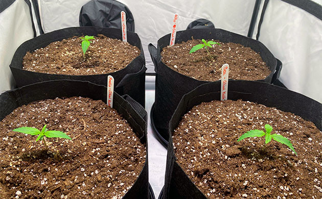 Формирование второй пары листьев на 2 неделе роста