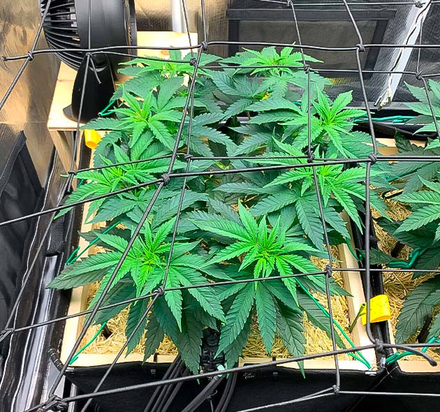 Куст Gorilla Glue #4 от Blimburn Seeds на 8 неделе