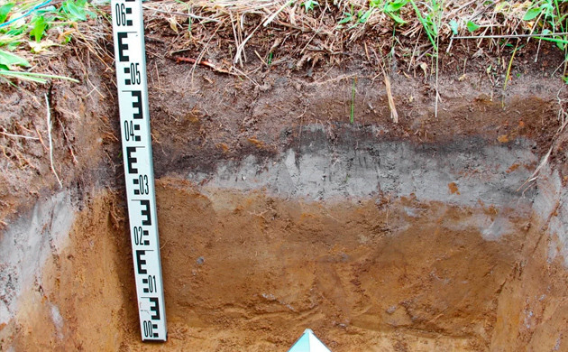 Почва подзолистого типа