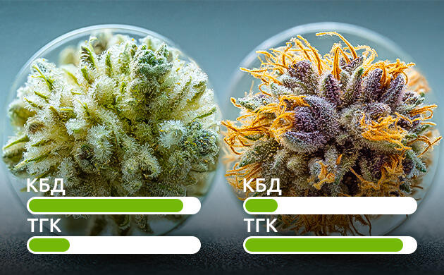 Соотношение ТГК и КБД