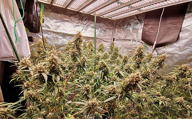 Верхушки цветущей конопли