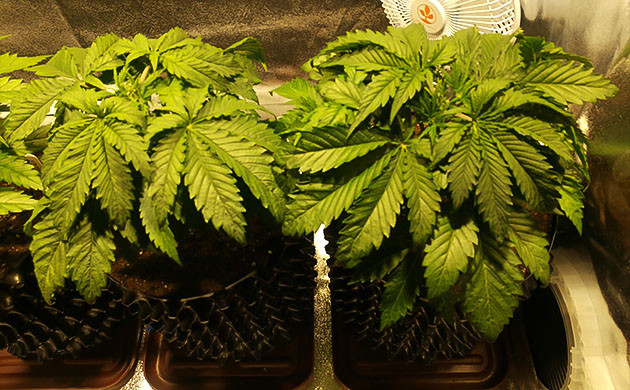 Обрезка верхушек кустов