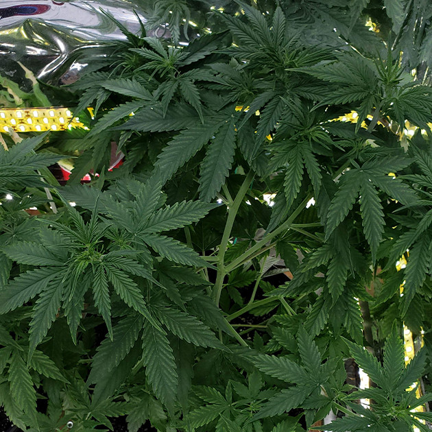 Сорт Mexican Airlines auto fem на 6 неделе роста