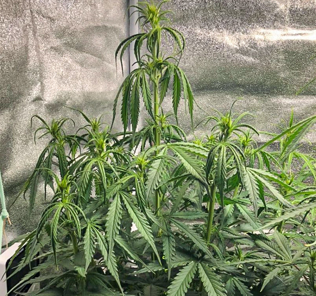 Опускание листьев у куста