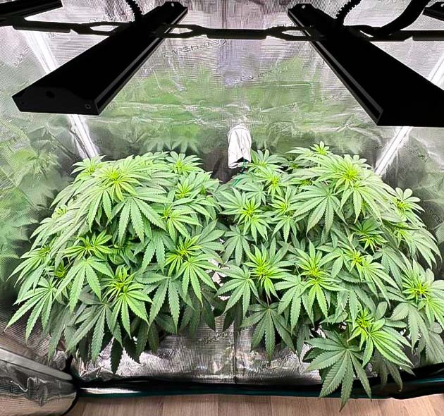 Кусты Biscotti Mintz на 8 неделе выращивания