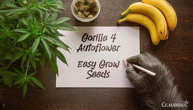 Выращивание сорта марихуаны Gorilla 4 Autoflower от Easy Grow Seeds Гроурепорт сорта Gorilla 4 Autoflower от Easy Grow Seeds