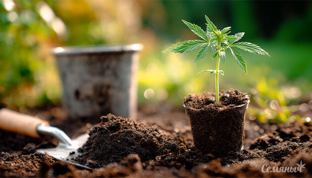 Подготовка саженцев марихуаны для посадки в открытый грунт