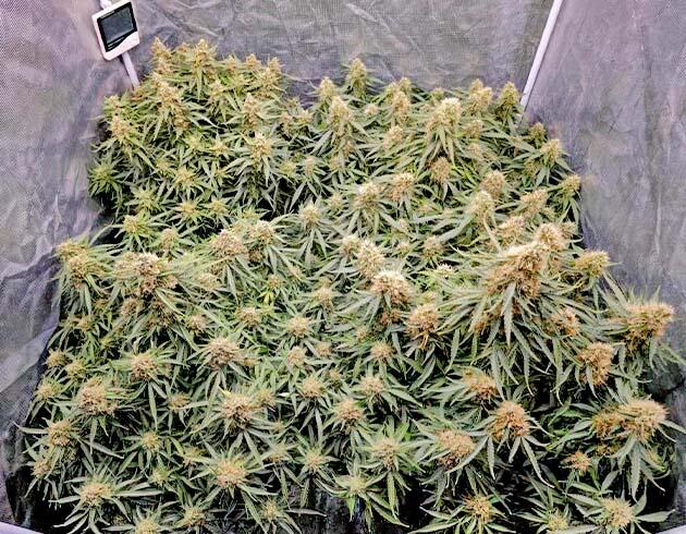 Переход к финальной стадии Марихуана на 10 неделе роста