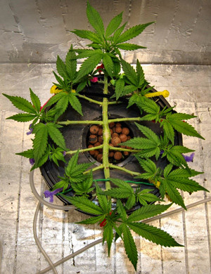 1 неделя цветения Gorilla Glue Auto