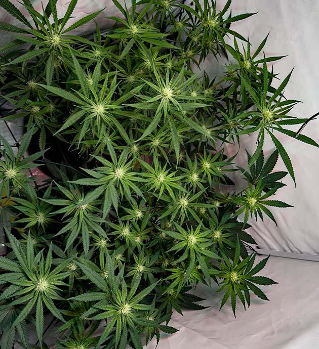 Каннабис на 10 неделе роста