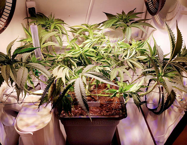 Активный рост каннабиса