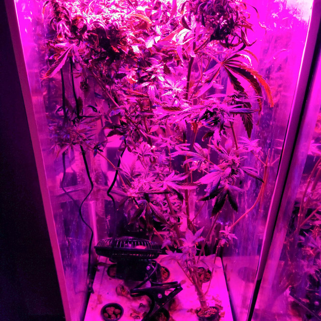 Формирование шишек на 8 неделе выращивания