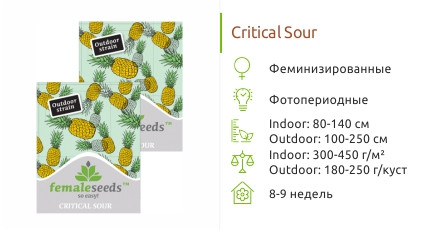 Critical Sour от Female Seeds