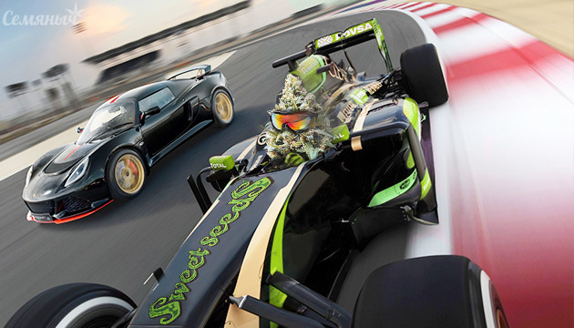 Сорта от Sweet Seeds