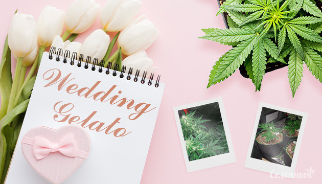 Гроурепорт сорта Wedding Gelato fem от RQS