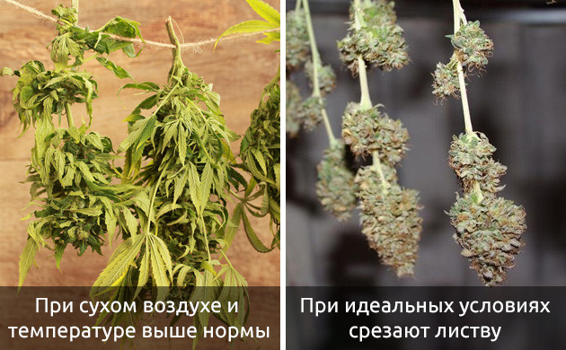 Обрезка листвы для сушки каннабиса